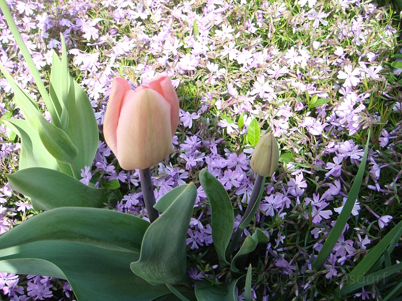 87 Nancy's Garden [2009 May 10].JPG - Nancy's Garden.